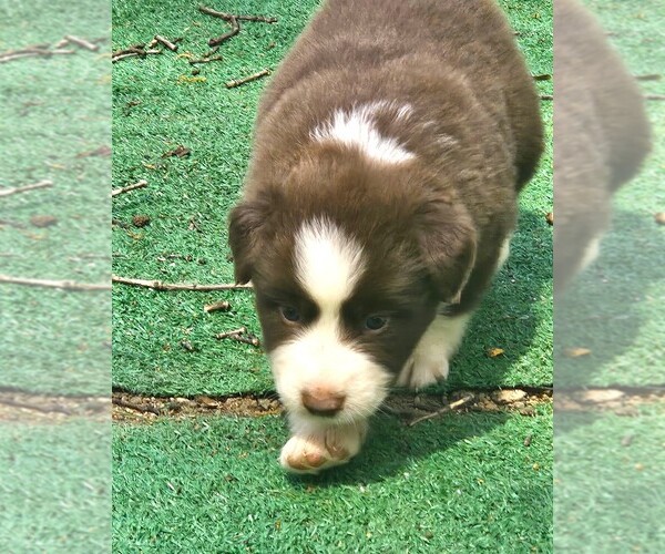 Medium Photo #8 Australian Shepherd Puppy For Sale in NELSON, VA, USA