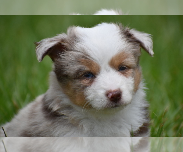 Medium Photo #6 Miniature Australian Shepherd Puppy For Sale in PALM COAST, FL, USA