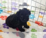 Small #3 Yorkipoo