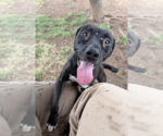 Small #3 Labrador Retriever Mix