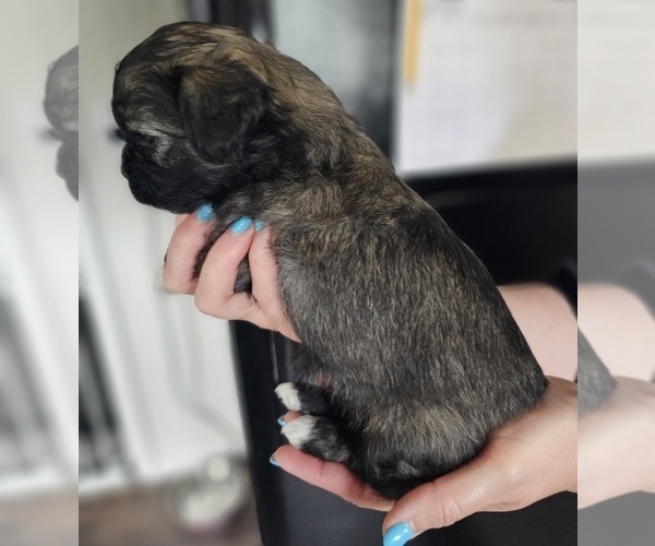 Medium Photo #2 Zuchon Puppy For Sale in MANSFIELD, OH, USA
