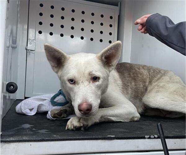 Medium Photo #1 Siberian Husky Puppy For Sale in Redlands, CA, USA