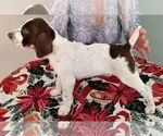 Small Photo #1 German Shorthaired Pointer Puppy For Sale in WOODSTOCK, GA, USA
