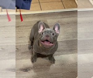 French Bulldog Puppy for sale in FORT WORTH, TX, USA