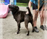 Small #16 Mutt