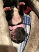 Small Photo #10 Great Dane Puppy For Sale in WARRENSBURG, MO, USA