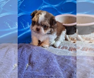 Shih Tzu Puppy for sale in SPOTSYLVANIA, VA, USA