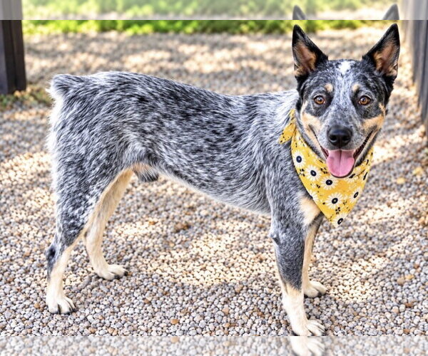 Medium Photo #3 Mutt Puppy For Sale in Euless, TX, USA