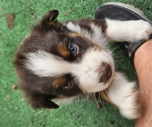 Medium Photo #5 Australian Shepherd Puppy For Sale in NELSON, VA, USA