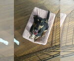 Small #3 Mutt