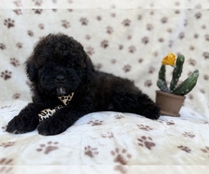 Shih-Poo Puppy for sale in LAKELAND, FL, USA