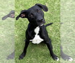 Small #1 Labrador Retriever