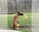 Small #2 Great Dane