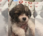 Small #7 Maltipom