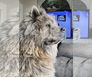 Mother of the Chow Chow puppies born on 12/19/2022