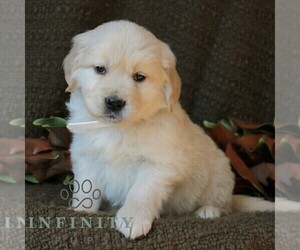 Golden Retriever Puppy for sale in NARVON, PA, USA