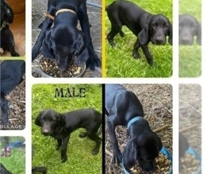 Labrador Retriever-Treeing Walker Coonhound Mix Puppy for sale in ELKINS, WV, USA