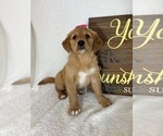 Small #2 Golden Retriever