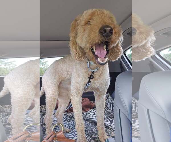 Medium Photo #1 Goldendoodle (Miniature) Puppy For Sale in Bonita Springs, FL, USA