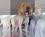 Small Goldendoodle (Miniature)