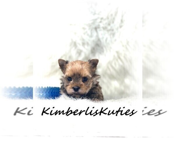Medium Photo #3 Yorkshire Terrier Puppy For Sale in LIPAN, TX, USA