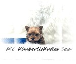 Small Photo #3 Yorkshire Terrier Puppy For Sale in LIPAN, TX, USA