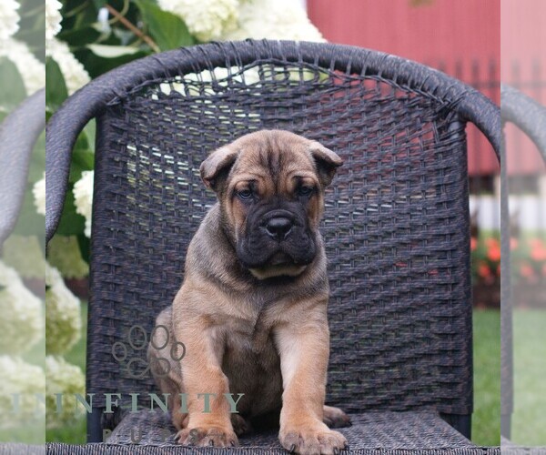 Medium Photo #3 Cane Corso Puppy For Sale in LANCASTER, PA, USA
