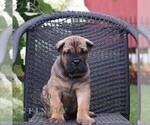 Small #2 Cane Corso