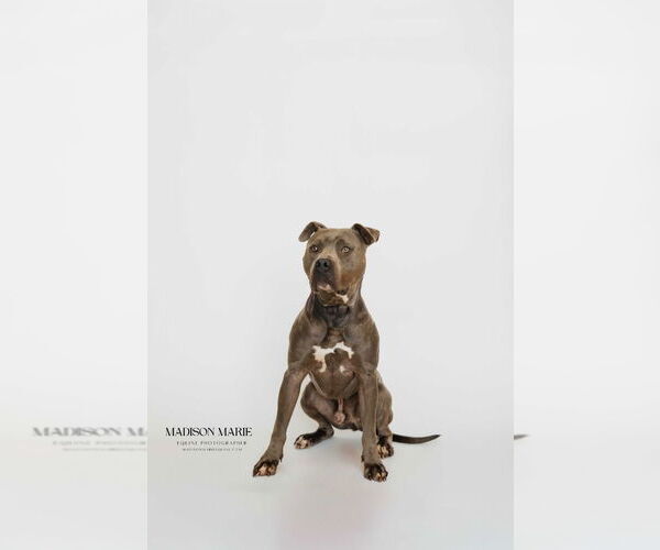 Medium Photo #14 Mutt Puppy For Sale in Chestertown, MD, USA