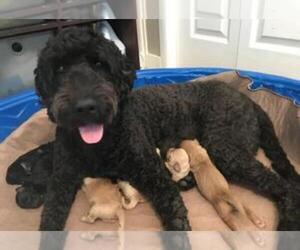 Goldendoodle Puppy for sale in BURLEY, ID, USA