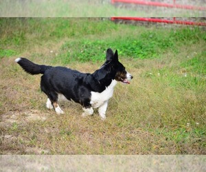 Cardigan Welsh Corgi Puppy for sale in BEACHWOOD, NJ, USA