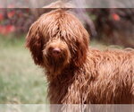 Small #1 Goldendoodle