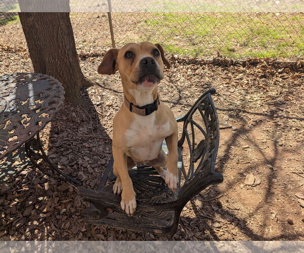 Medium Photo #2 Mutt Puppy For Sale in McCormick, SC, USA