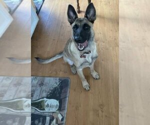 German Shepherd Dog-Unknown Mix Dogs for adoption in Escondido, CA, USA