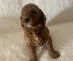 Litter of 6 - Male(s) and Female(s) Goldendoodle (Miniature)Litter of Puppies for Sale - Photo #3