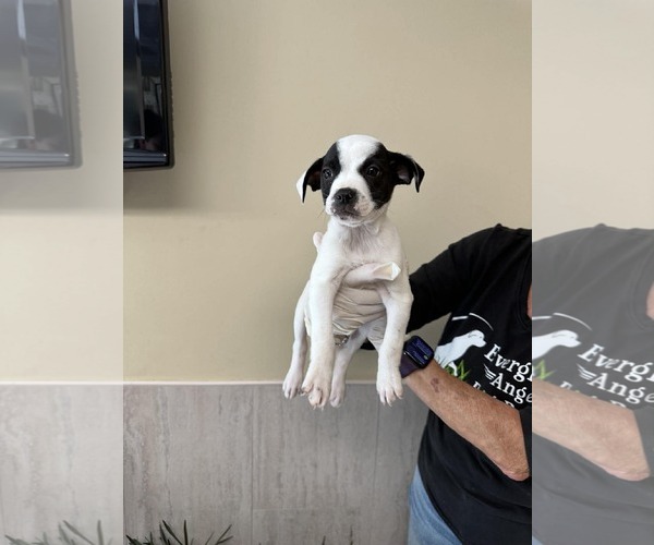 Medium Photo #1 Boxer-Unknown Mix Puppy For Sale in Pompano Beach , FL, USA