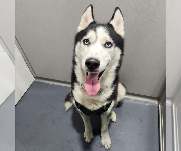 Medium Photo #1 Siberian Husky Puppy For Sale in Walnutport, PA, USA