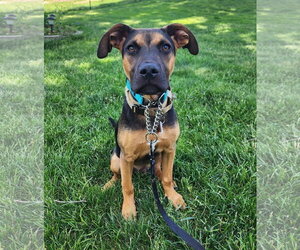 Australian Shepherd-Unknown Mix Dogs for adoption in Des Moines, IA, USA