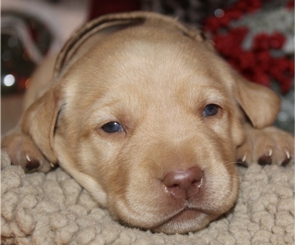 Medium Photo #1 Labrador Retriever Puppy For Sale in MANSFIELD, MO, USA