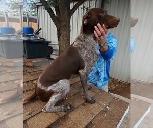 German Shorthaired Pointer Puppy for Sale in MIDLAND, Texas USA