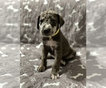 Puppy Yellow Great Dane