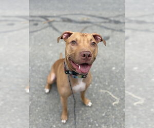 AC - Whiskey aka Snuggles - Male American Pit Bull Terrier-Unknown Mix Dog for Adoption - Photo #6