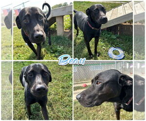 Labrador Retriever Dogs for adoption in Pierceton , IN, USA