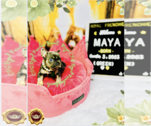French Bulldog Puppy for sale in ATHENS, GA, USA