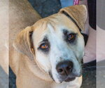 Small #8 Labrador Retriever Mix
