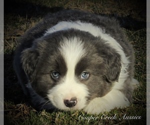 Miniature Australian Shepherd Puppy for sale in SMITHVILLE, AR, USA