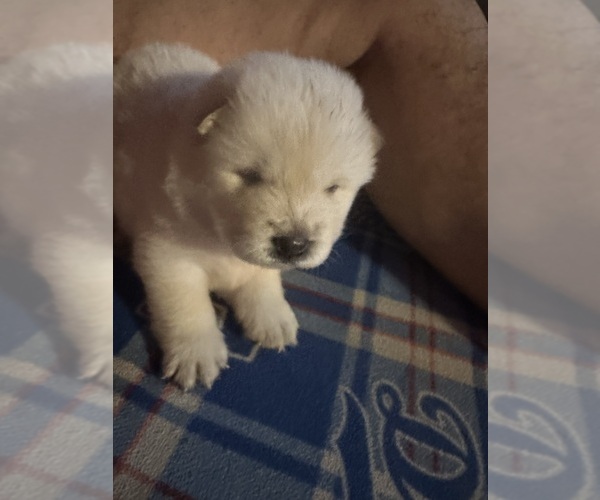 Medium Photo #18 Chow Chow Puppy For Sale in FONTANA, CA, USA