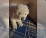 Puppy Puppy 4 Chow Chow