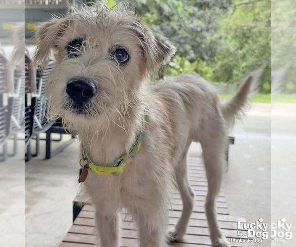 Medium Photo #1 Mutt Puppy For Sale in Washington, DC, USA