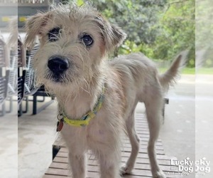 Mutt Dogs for adoption in Washington, DC, USA